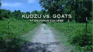 Kudzu No Problem Were bringing in the goats [upl. by Eissoj737]