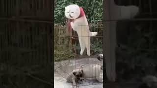 Brave Cat Escapes Puppy Playpen in a Bold Jump [upl. by Eyssej]