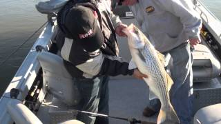 Sacramento River Stripers [upl. by Mehala]