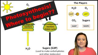 Learning photosynthesis Start here [upl. by Dud]