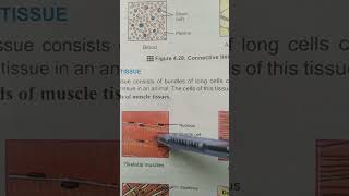 MUSCLE TISSUES Animal Tissues Class 9 [upl. by Panayiotis]