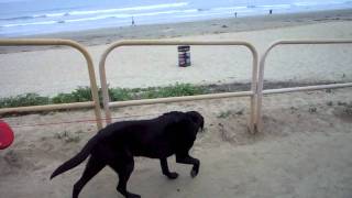 12YearOld Dog Visits Ocean For the First Time [upl. by Nessy]