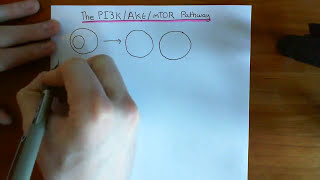 The PI3K  Akt  mTOR Pathway Part 1 [upl. by Marshal]