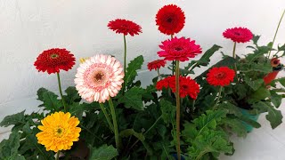 Gerbera Daisy Winter Bloom of Magical Gerberas [upl. by Harald]