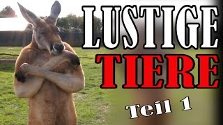 Süße und Lustige Tiervideos  ✪ Stern DuTube  Teil 1 [upl. by Dorelia466]