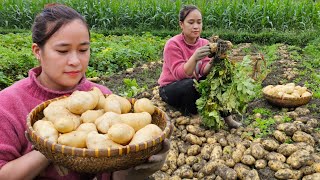 3 Days Harvest Potato amp Store all year round  French fries  Cooking  Lý Thị Ca [upl. by Rodenhouse717]