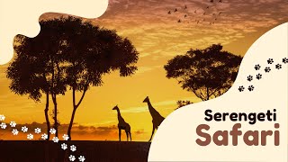 Serengeti Safari Tanzania [upl. by Allain]