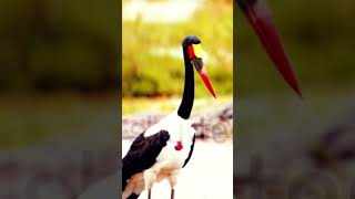 beautiful SaddleBilled Stork [upl. by Ahsinahs411]