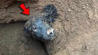 Dog trapped underground for greater than 60 hors saved by firemans [upl. by Atla]