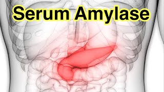 What is Serum Amylase  What are the symptoms of high amylase  causes of high Amylase levels [upl. by Faustena]