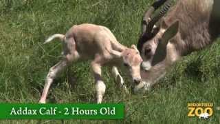 Addax Calf Born at Brookfield Zoo [upl. by Einnhoj331]