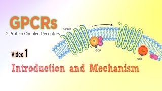 G protein linked cell signaling  GPCRs [upl. by Aralk]