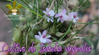 Cultivo da Isabelia virginalis [upl. by Airtina]