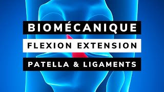 BIOMÉCANIQUE de la PATELLA  des LIGAMENTS CROISÉS et COLLATÉRAUX [upl. by Aalst823]