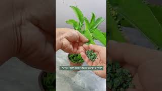 Useful tips for succulents 🪴 다육이들 succulent suculentas plants [upl. by Terryn]