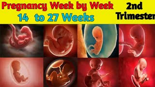 Pregnancy Week by Week  14 to 27 Weeks  Fetal Development [upl. by Earleen]