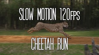 Cheetah Run demonstration 4K Slow Motion Busch Gardens Tampa Bay [upl. by Oecile223]