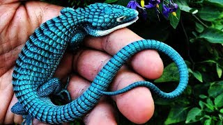 10 Most Beautiful Lizards In The World [upl. by Keram]