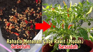 Cara Mudah Menanam Cabe Rawit [upl. by Enyahc970]