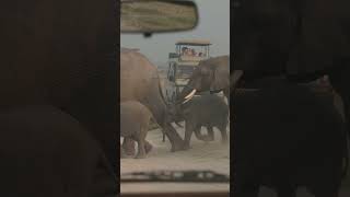 Baby Elephants Crossing elephant kenya nature [upl. by Firmin]