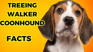 Treeing walker coonhound  Top 10 Facts [upl. by Mast]