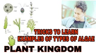 Trick to Learn the examples of phaeophyceae chlorophyceae rhodophyceae in 5 min types of algae [upl. by Nesilla]