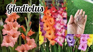 Grow Gladiolus corms  Growth tips for Gladioli [upl. by Ecienal]