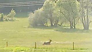 présentation de ma cabane dans le arbre ft Lazerder [upl. by Beshore900]