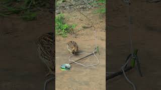 Primitive Quail Trap youtubeshorts shorts shortvideo [upl. by Ner]