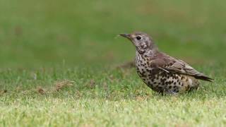 Mistle Thrush [upl. by Kisor]