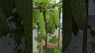 How to Grow Bitter Gourd Plant at Home plants farming shorts [upl. by Sashenka980]