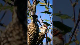 Carpintero Bataraz Chico • Checkered woodpecker Veniliornis mixtus aves [upl. by Akelahs788]