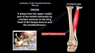 Anatomy Of The Semitendinosus Muscle  Everything You Need To Know  Dr Nabil Ebraheim [upl. by Attenat897]