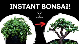 Transforming nursery stock into a Bonsai  Spekboom  Dwarf Jade [upl. by Jurdi]