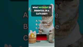 😺 Test Your Cat Knowledge 😼 [upl. by Pinelli]