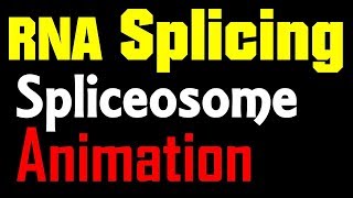 RNA Splicing Animation  spliceosome mediated splicing [upl. by Bruis]