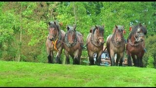 Belgian Draft Horses pull the flying carpet [upl. by Murray]