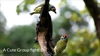 Coppersmith barbet Natures Beautiful Creation Anushaktinagar Mumbai HD [upl. by Taam]