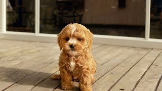 Puppy Growing from 2 month to 8 month  Cavoodle [upl. by Tiedeman]