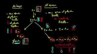 Genetik 3 Unterschied von Mitose und Meiose [upl. by Eetak]