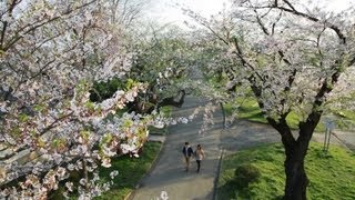 Three Top Iwate Sakura Spots Tenshōchi・Morioka Castle Ruins・Takamatsu Park [upl. by Assilim]