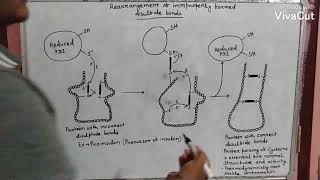 Disulfide bond rearrangement in a protein [upl. by Lehcin]