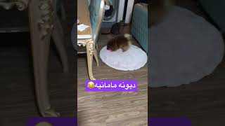 عاشق دیونه بازیاشم 🥰 [upl. by Nelleeus606]