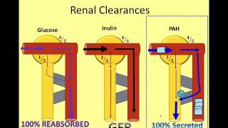 The Nephron in Numbers A Video of Renal Clearance [upl. by Nette]