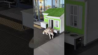 СОБАЧКА ПРОДАЕТ БУДКУ A LITTLE DOG SELLS A DOGHOUSE subscribe like share [upl. by Gassman]