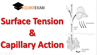 Surface Tension of Water  Capillary Action of Water  Capillary action Examples  Hindi [upl. by Lehctim3]