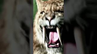 Saber Toothed Tiger VS Siberian Tiger shorts wildlife animals [upl. by Nicholle]