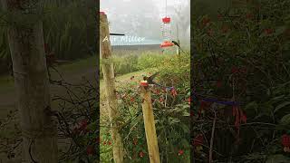 IMPOSSIBLE HUMMINGBIRD Flyingfeeding slow motion Violettailed Sylph hummingbirdfeeder viral [upl. by Dlanger]