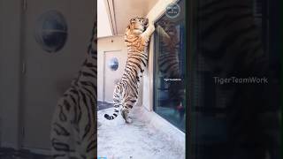 😱EL TIGRE MAS GRANDE DEL MUNDO🐅 Tigre Siberiano shorts animal tigres viral siberia [upl. by Adnil]