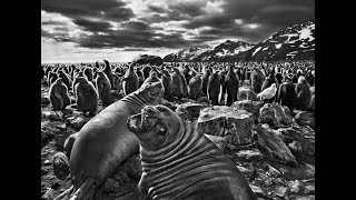 Trailer quotSebastião Salgado − Genesisquot [upl. by Yenoh797]